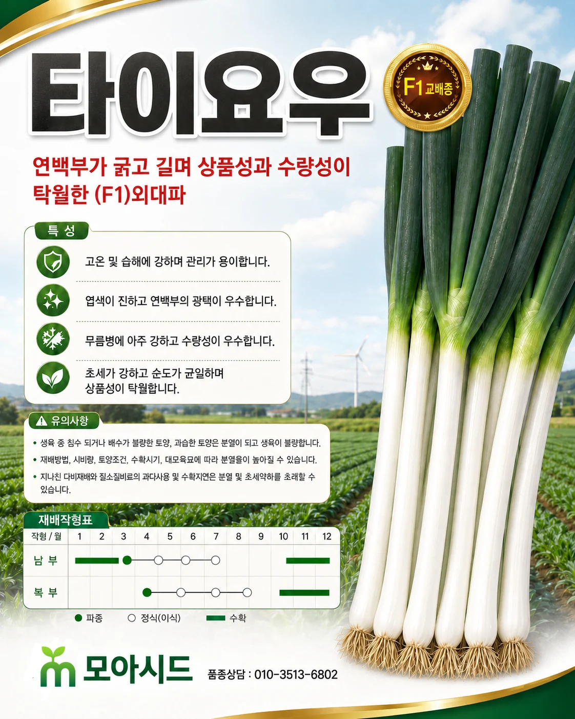 타이요우 대파